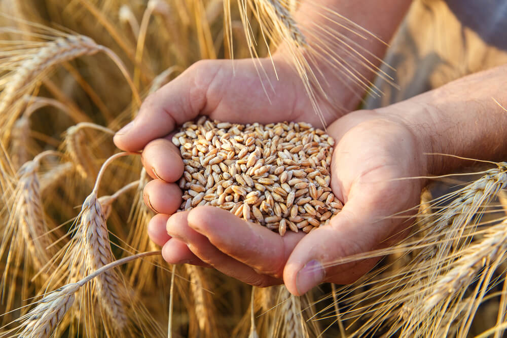 Is it celiac disease or a wheat allergy?